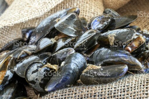 Sac de 5kg de Moules fraîches de Bouchot